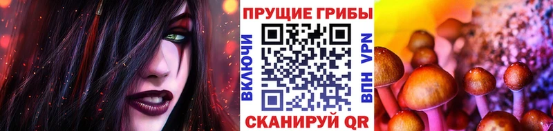 что такое   дарк нет клад  Псилоцибиновые грибы мицелий  Кяхта 
